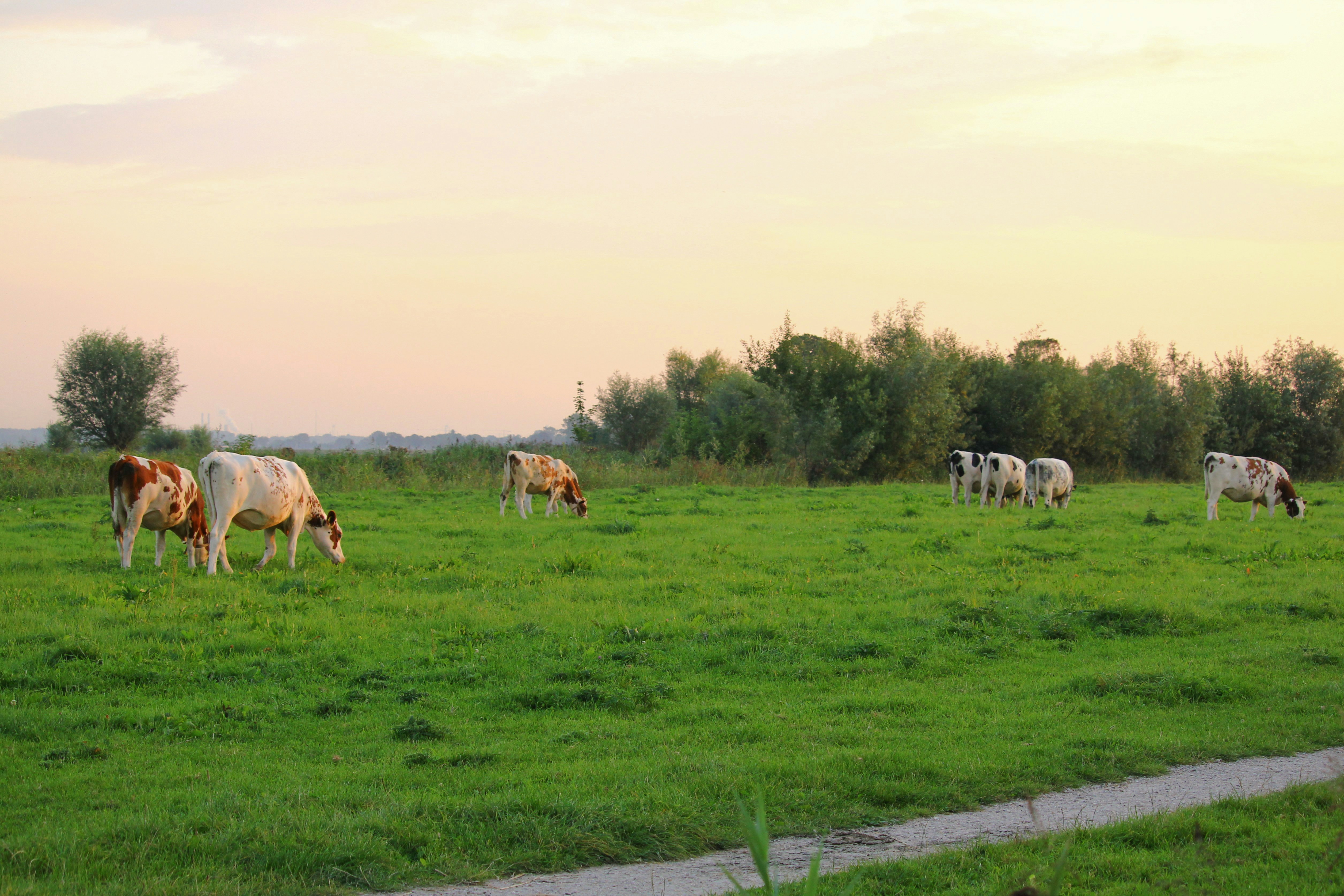 Agriculture and Food Safety & Production